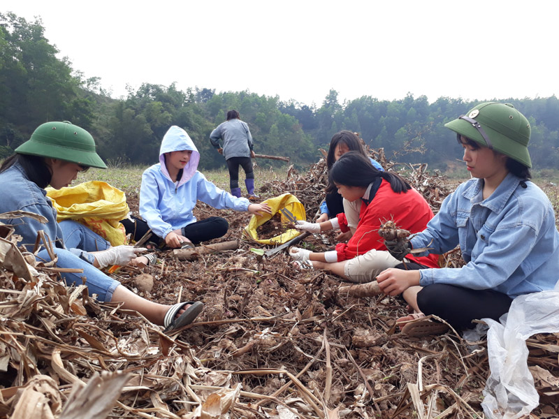 Bình Liêu: Học sinh tình nguyện giúp người dân thu hoạch củ dong